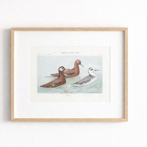 🖤5/$25 🖤 Antique Ornithological Bird Print Original